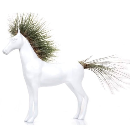 PLano general de caballo con tilladsias