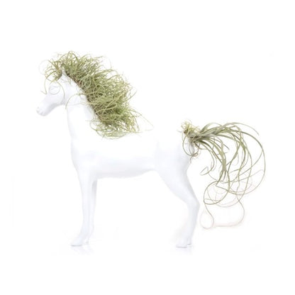 Plano entero de caballo mediano con tillandsias 