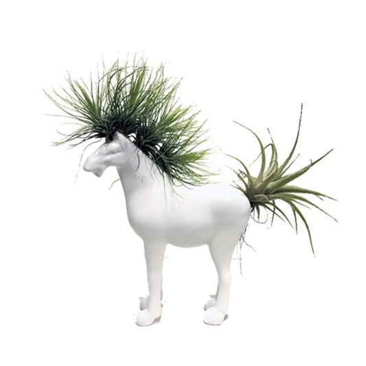 Plano entero de caballo pequeño con tillandsia