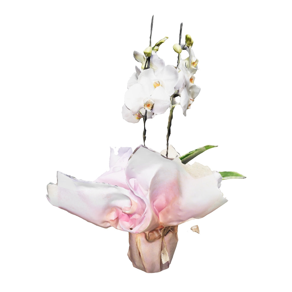 Orquídea Phalaenopsis de dos varas para regalo