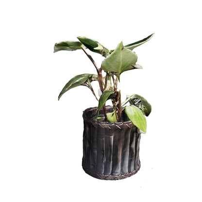 Peperomia Espejito Alargada