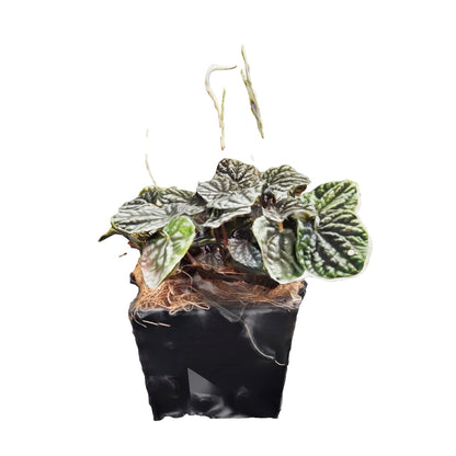 Peperomia Velita Grande