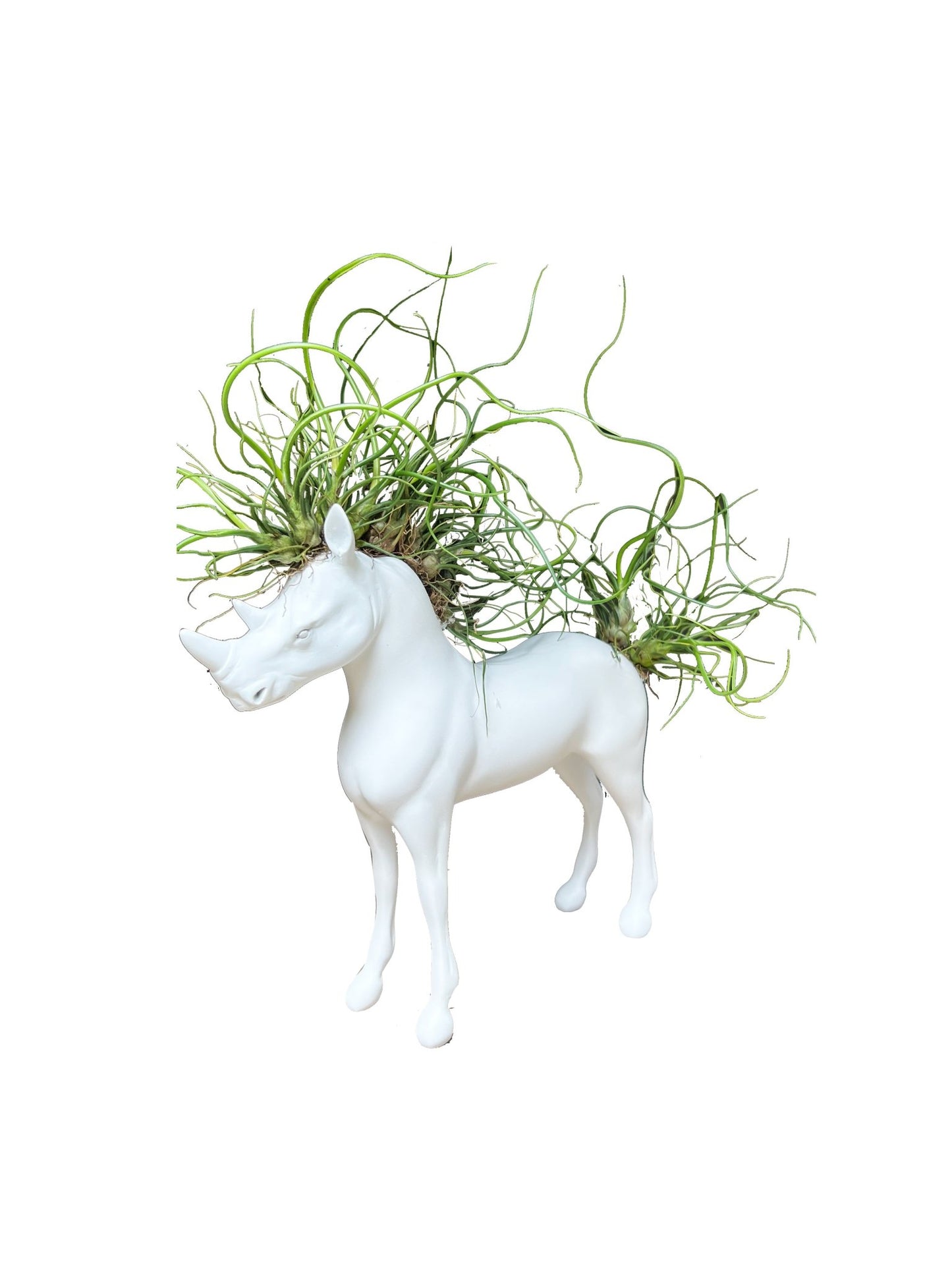 Caballo - Rinoceronte