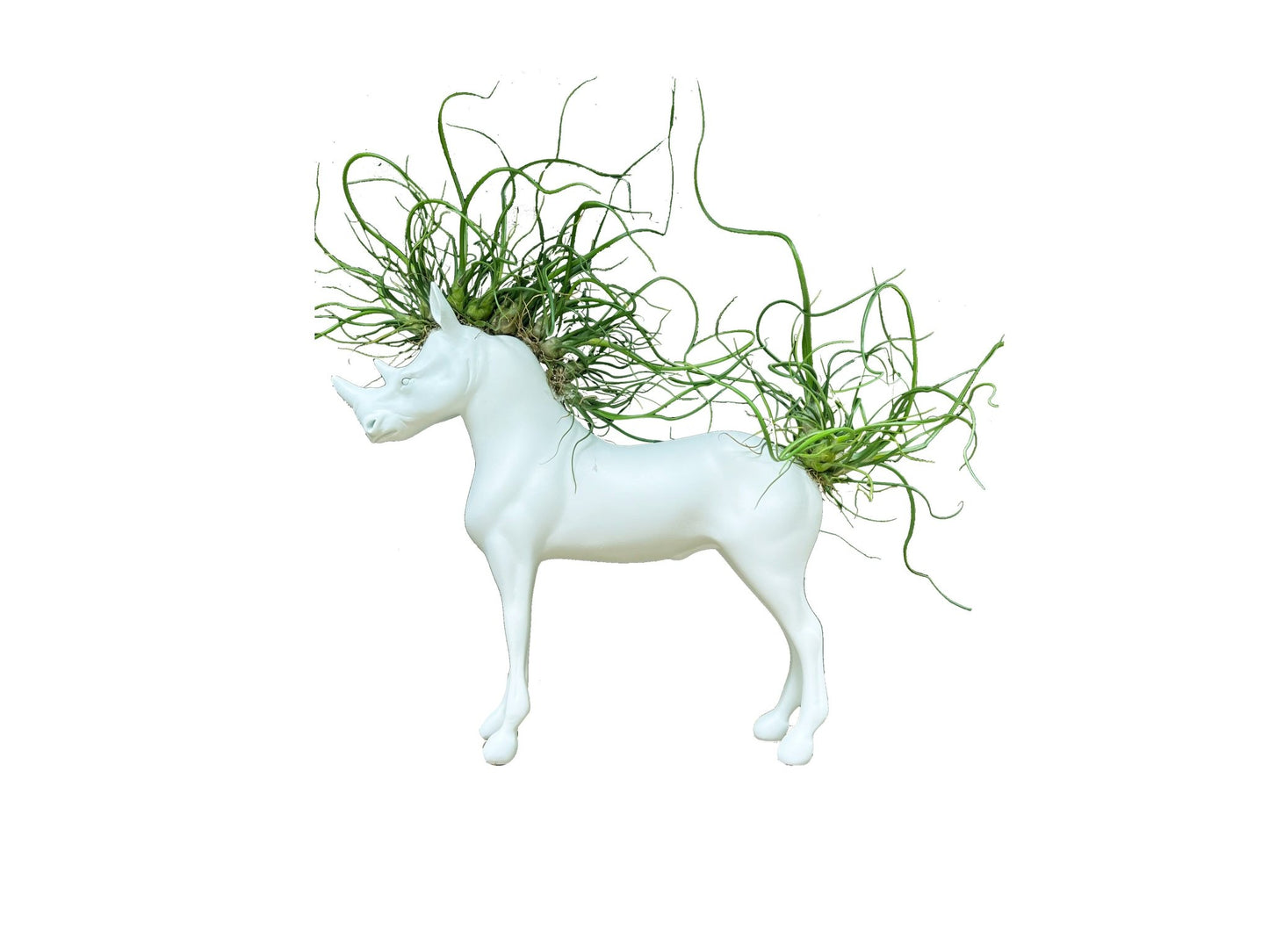Caballo - Rinoceronte