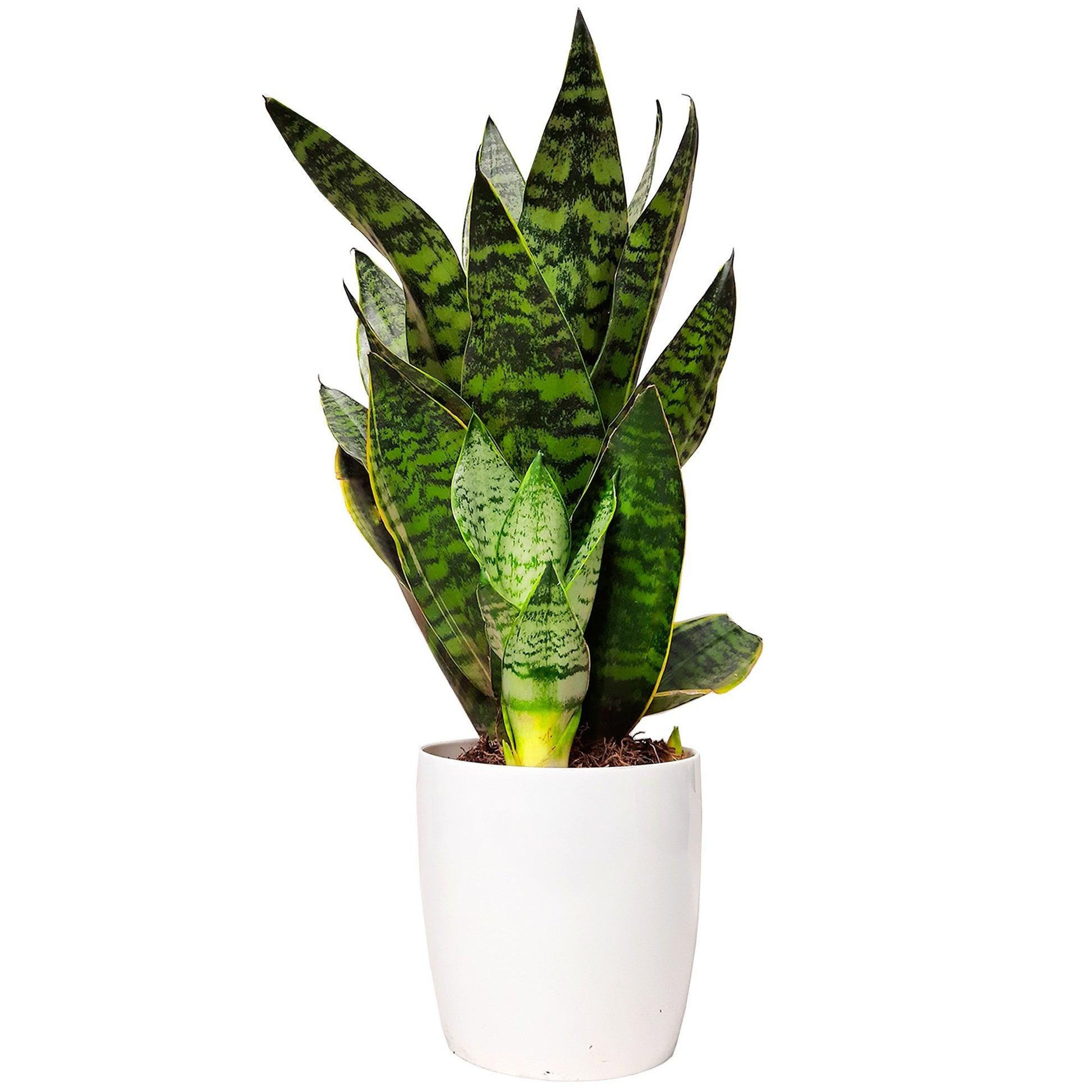 Sansiviera plano entero con matera (no incluida)