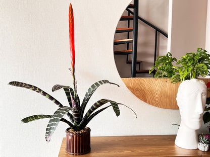 Bromelias Vrisea Splenriet