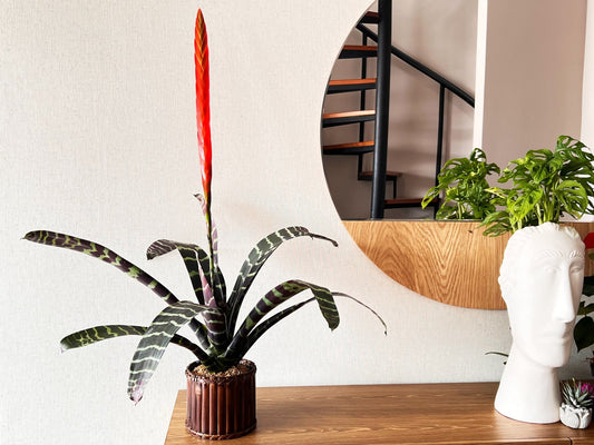 Bromelias Vrisea Splenriet