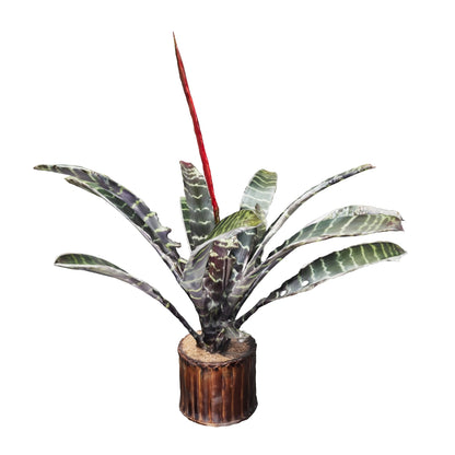 Bromelias Vrisea Splenriet