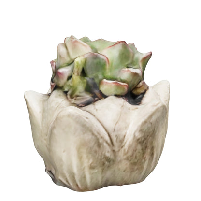 Suculenta con matera "Rosina"