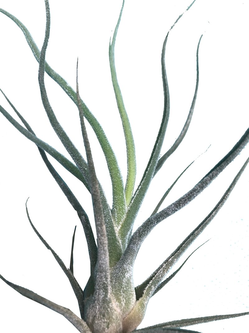 Tillandsia Caput Medina Plano detalle