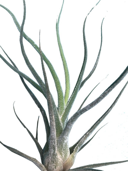 Tillandsia Caput Medina Plano detalle