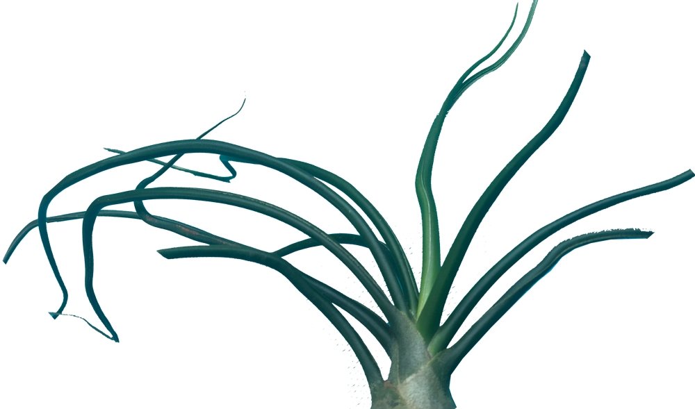 Tillandsia Bulbosa plano detalle