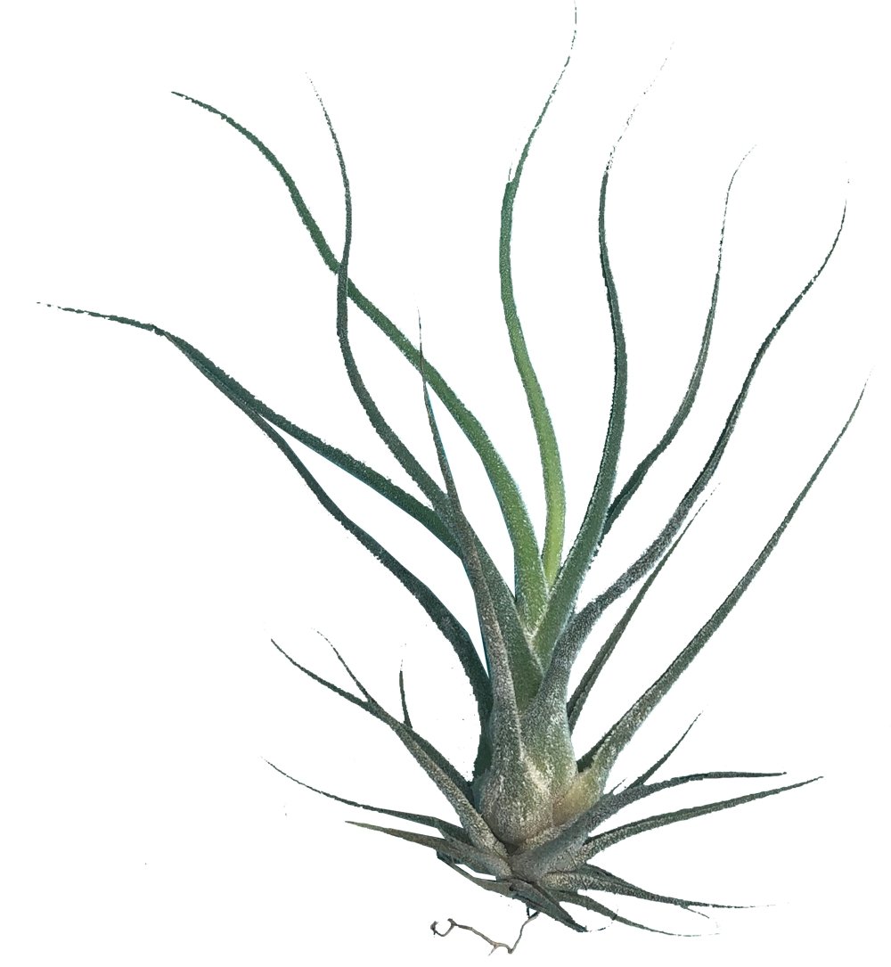 Tillandsia Caput Medina plano entero