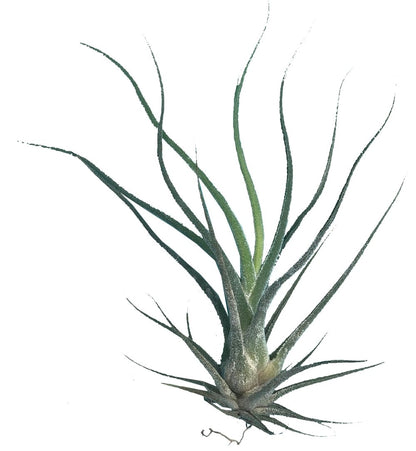 Tillandsia Caput Medina plano entero