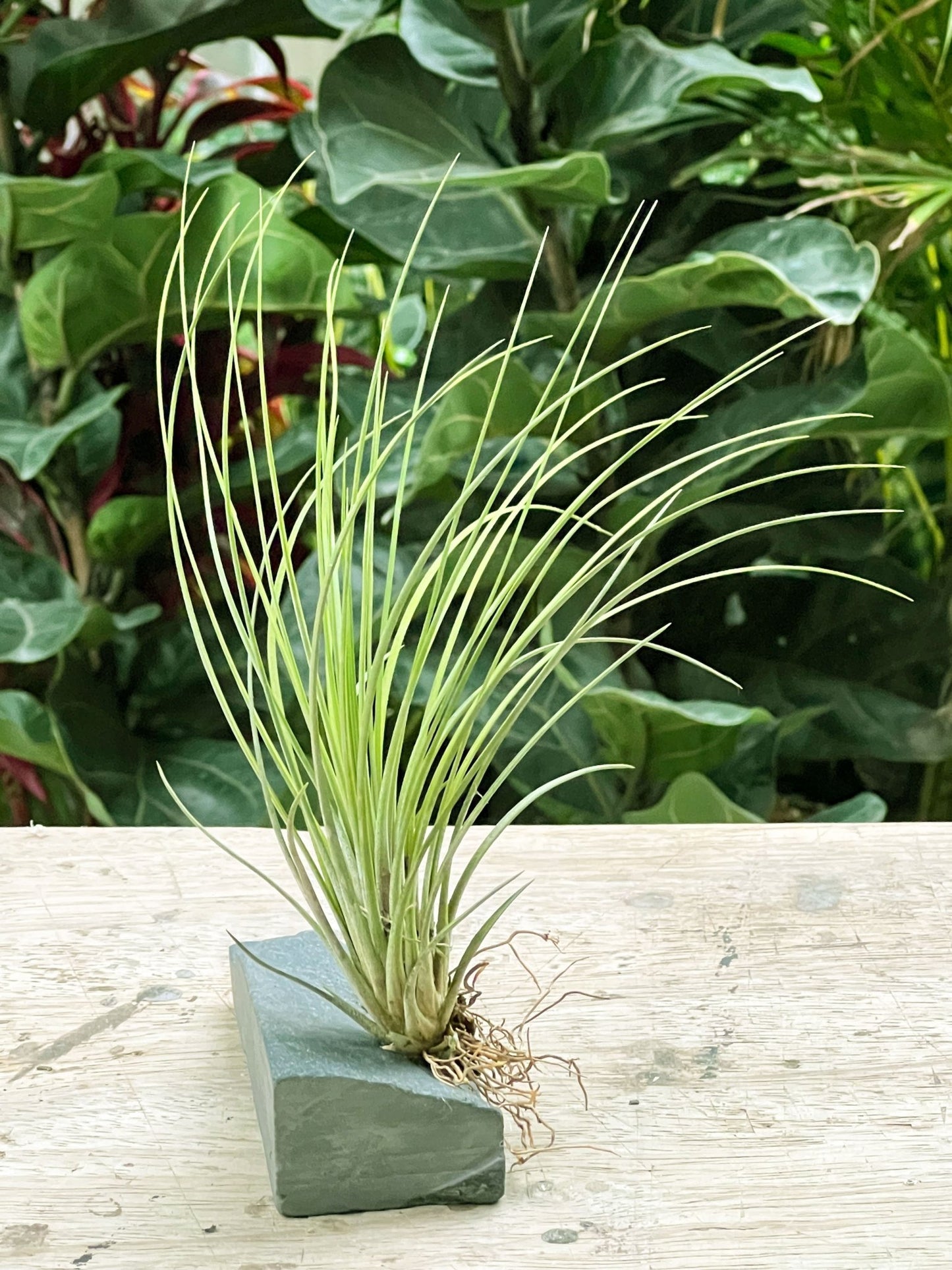 Tillandsia Colombianita Juncea