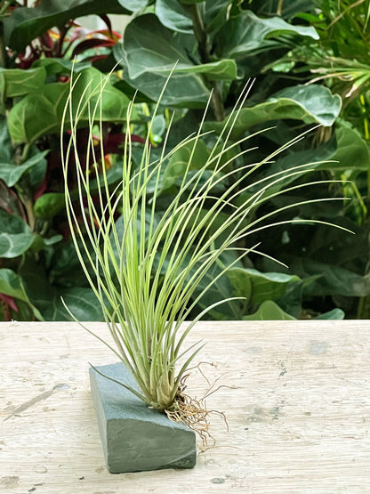 Tillandsia Colombianita Juncea