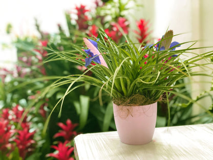 Tillandsia Paradise foto contexto