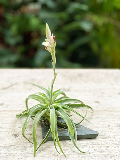 Tillandsia Cacticola