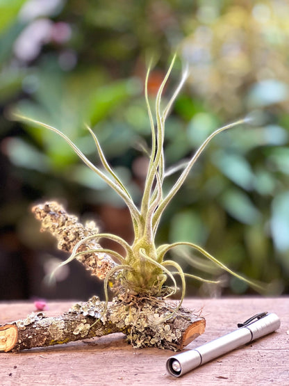 Tillandsia Caput Medusa