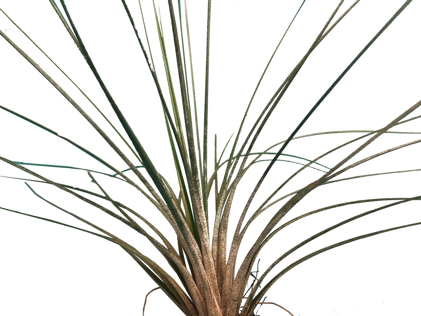 Tillandsia colombianita Juncea plano detalle