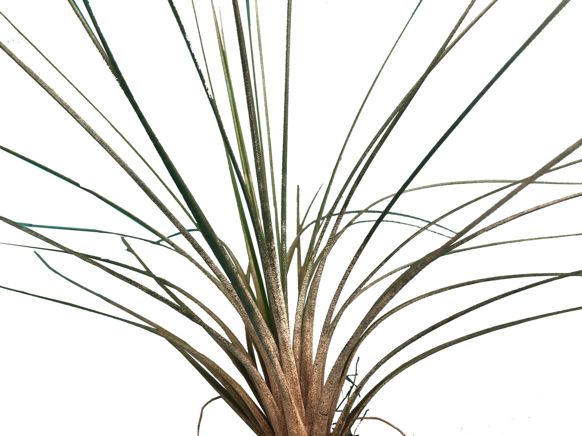 Tillandsia colombianita Juncea plano detalle