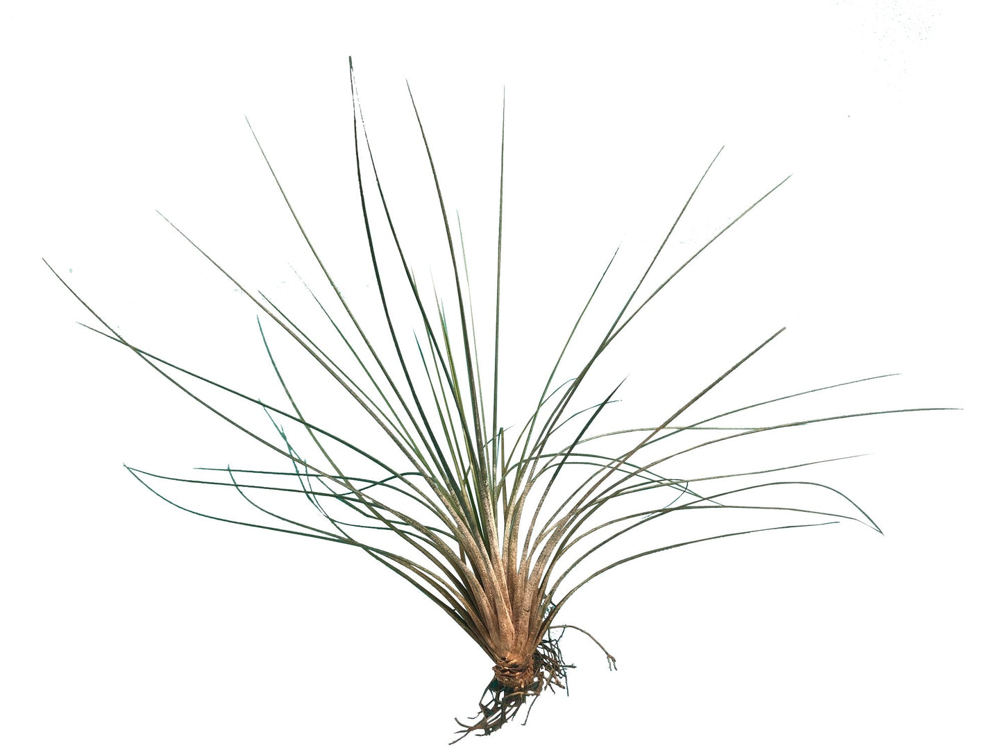 Tillandsia Colombianita Juncea plano entero