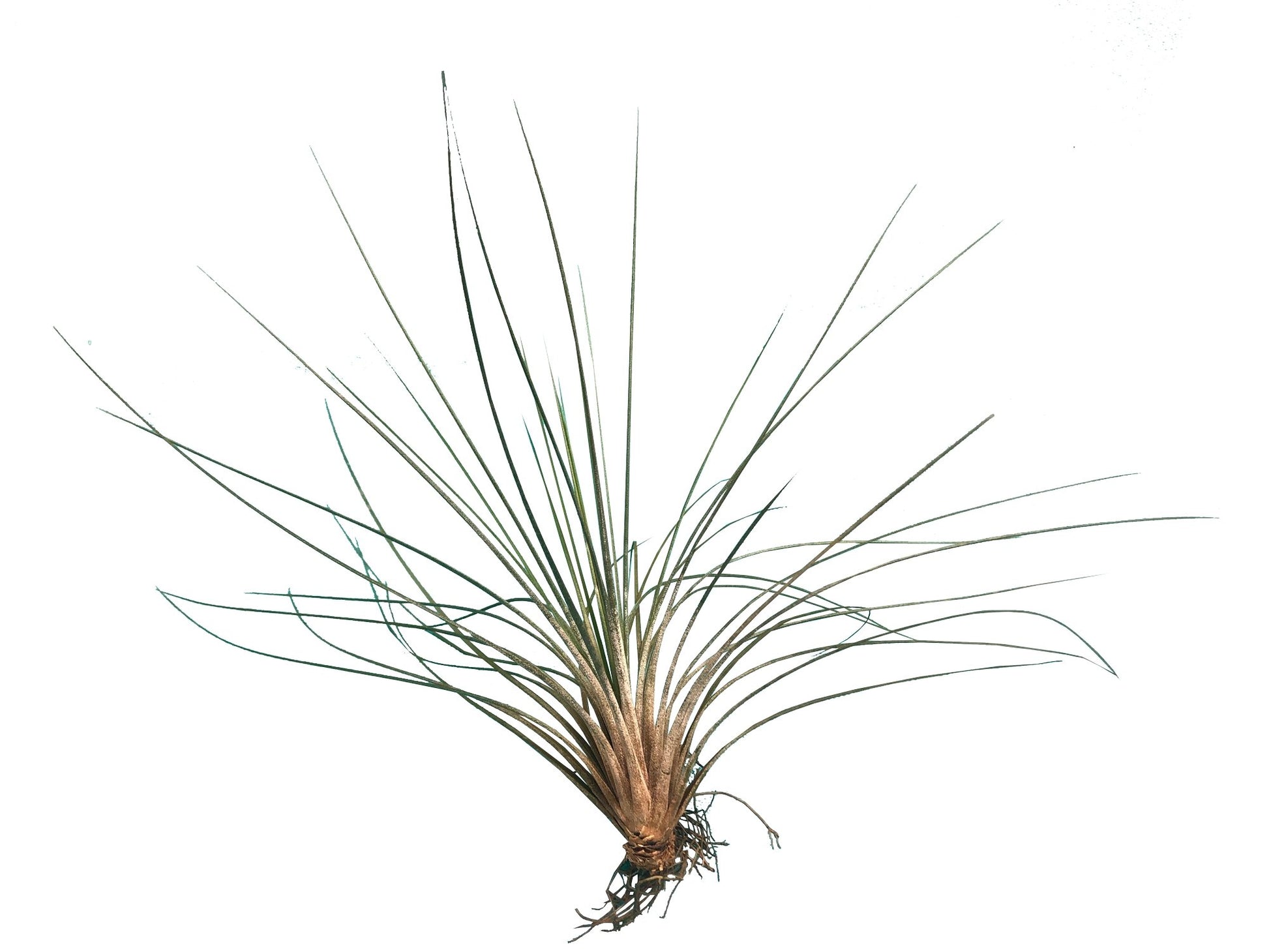 Tillandsia Colombianita Juncea plano entero