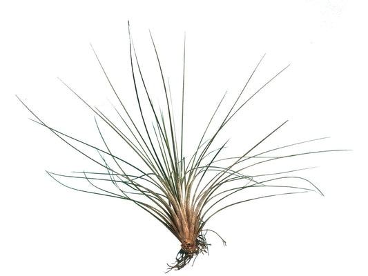 Tillandsia Colombianita Juncea plano entero
