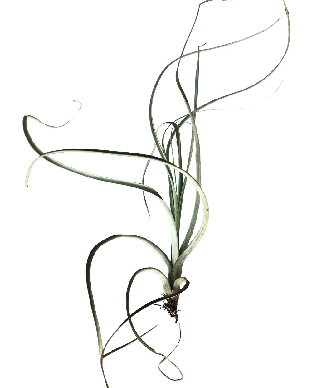 Tillandsia Crespa plano entero