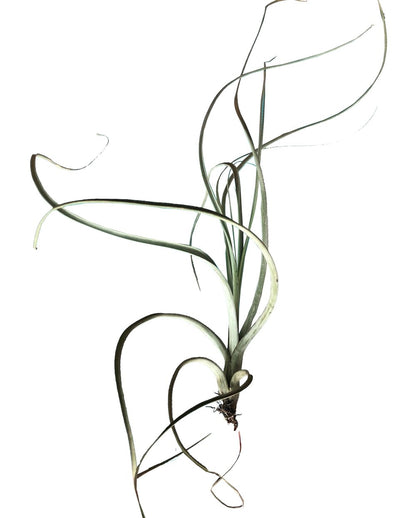 Tillandsia Crespa plano entero