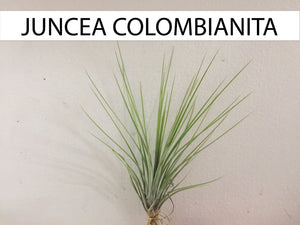 Plano entero de Juncea Colombianita