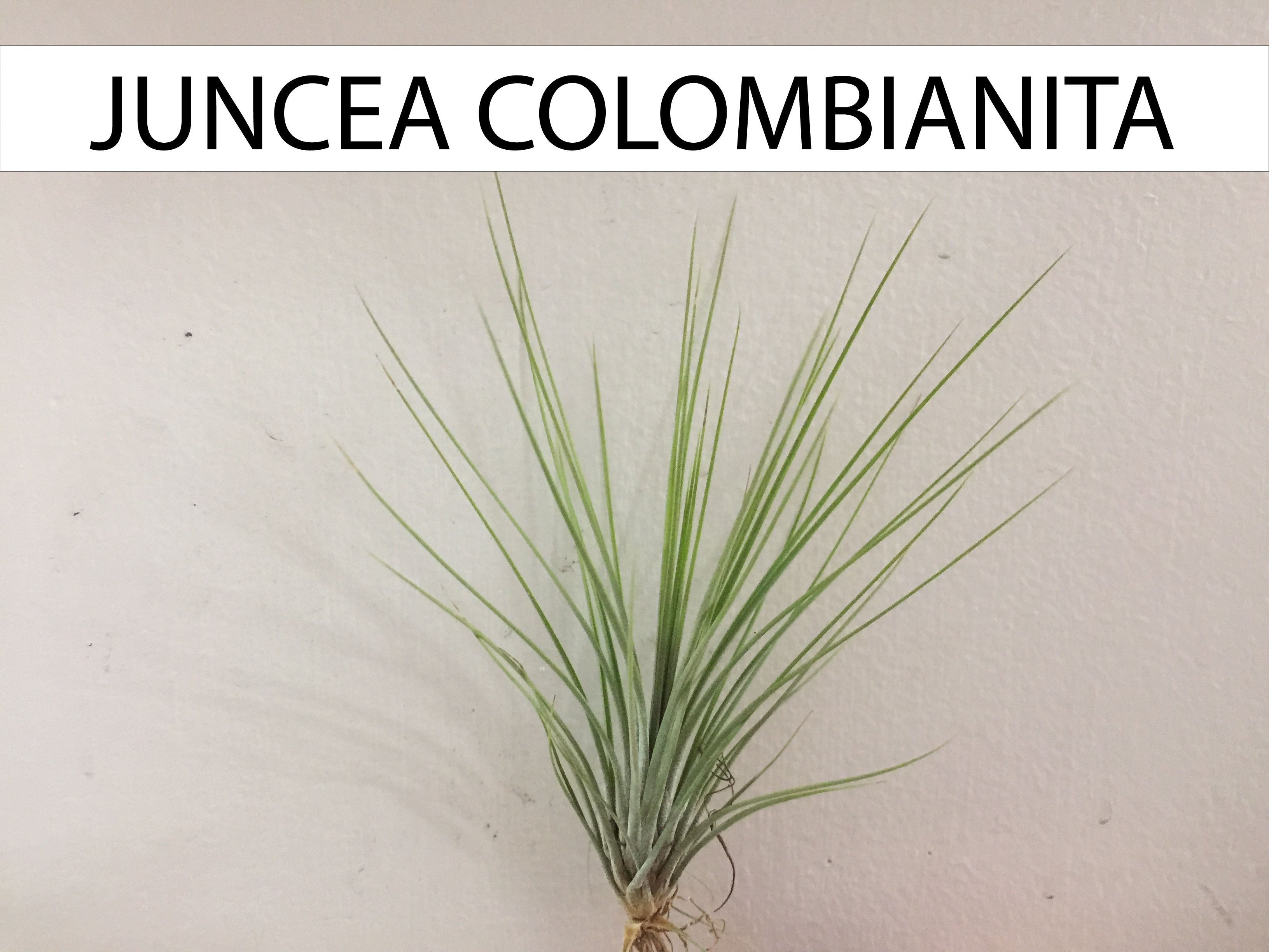 Plano entero de Juncea Colombianita