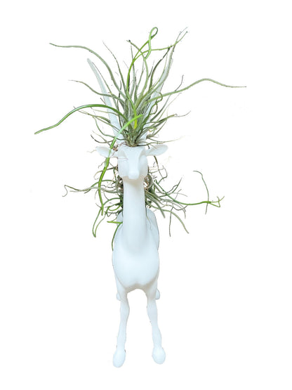 Ciervo con Tillandsias de Frente