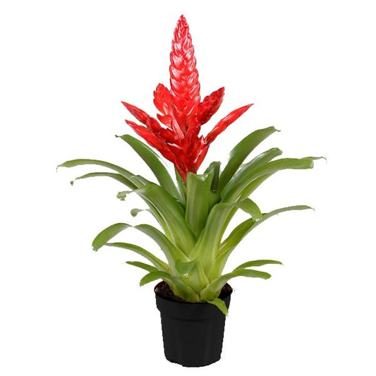 Plano entero de bromelia vrisea Kalisto roja