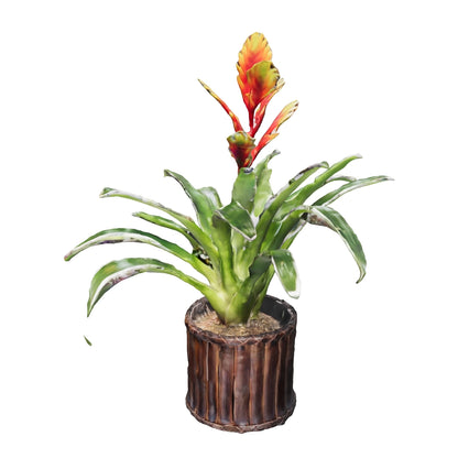 Bromelias Vriseas amarillas