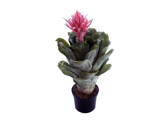 Plano entero de bromelia aechmea fasciata en matero negra