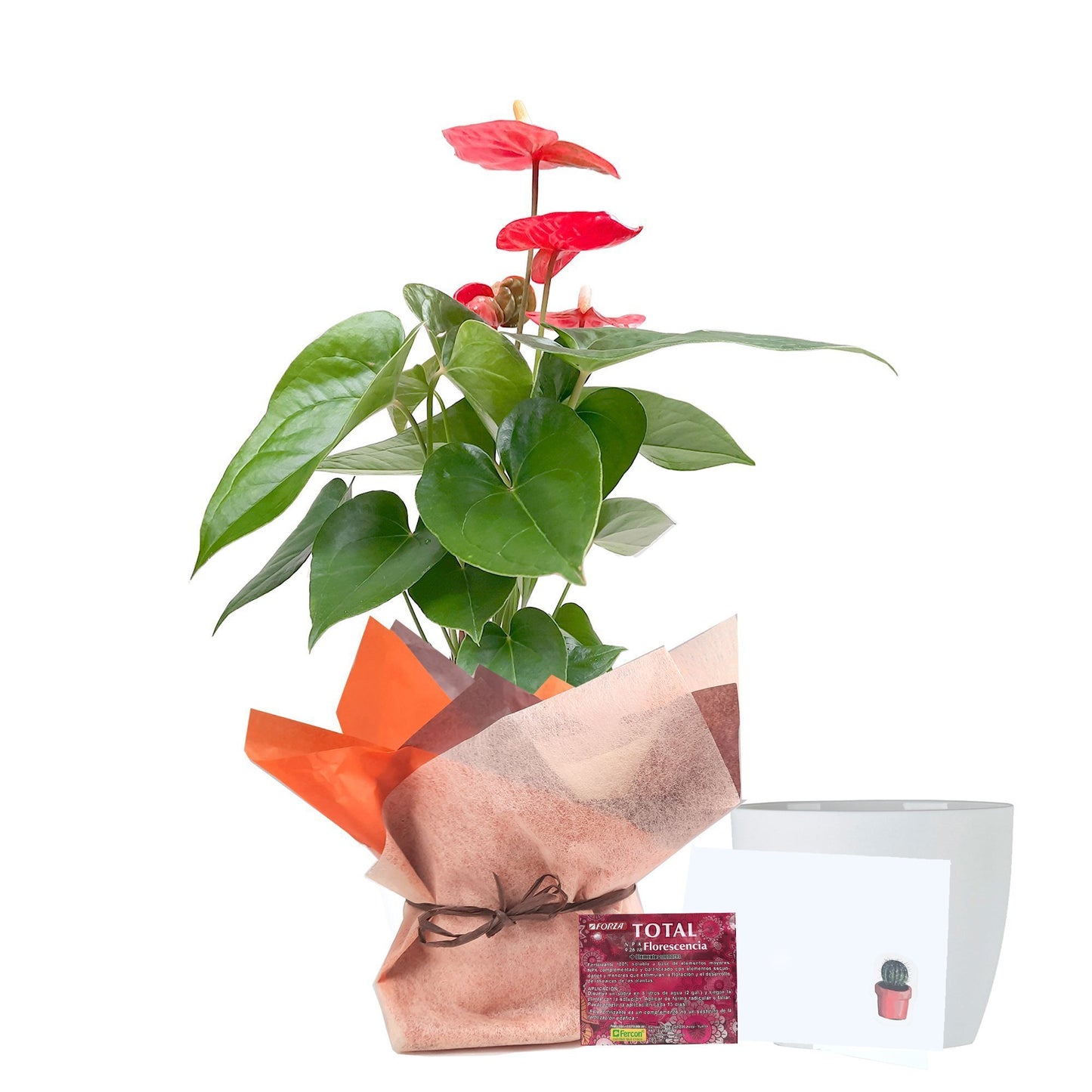 Anturio rojo de regalo plano entero