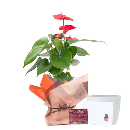 Anturio rojo de regalo plano entero