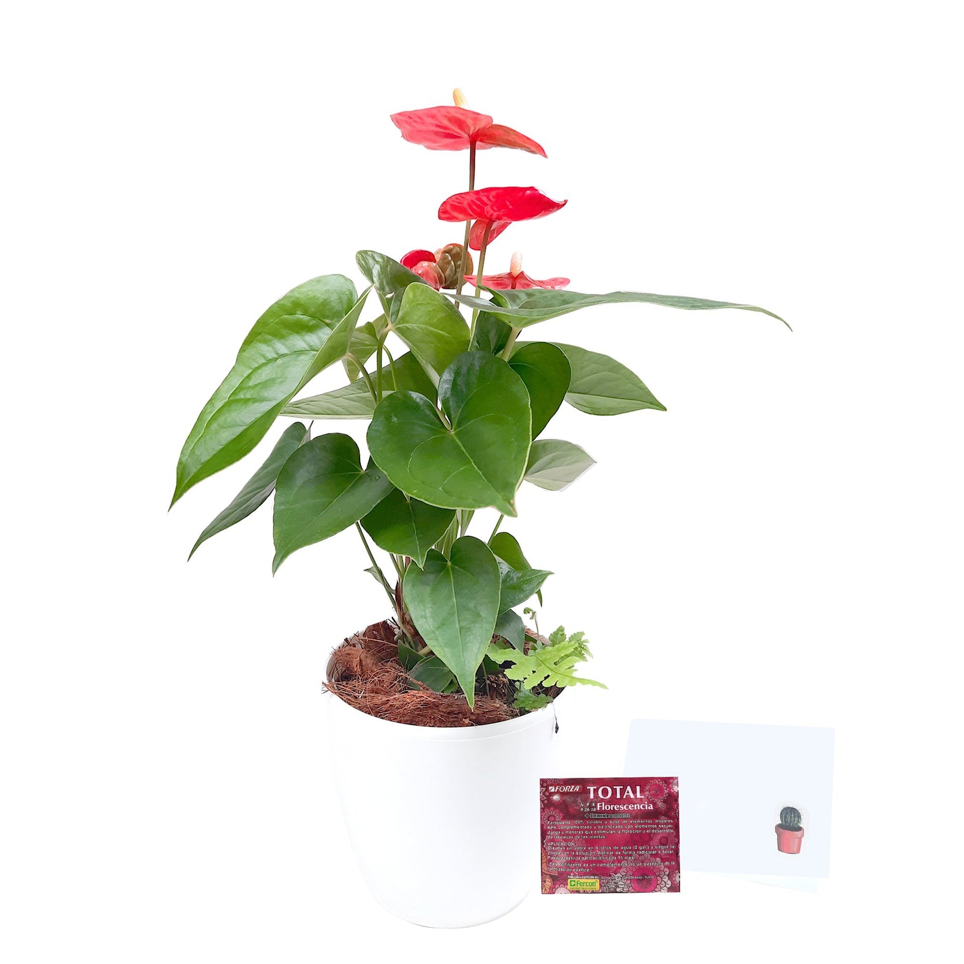 Anturio rojo de regalo mostrando todo lo que incluye: Anturio, matera, mensaje y fertilizante