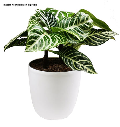 Aphelandra plano entero con matera blanca de plástico