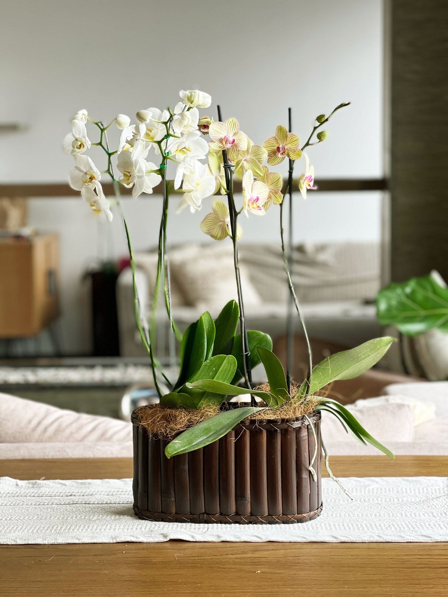 Arreglo de dos orquídeas Phalaenopsis de dos varas