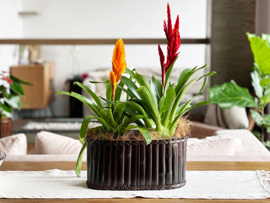 Arreglo de dos bromelias pequeñas