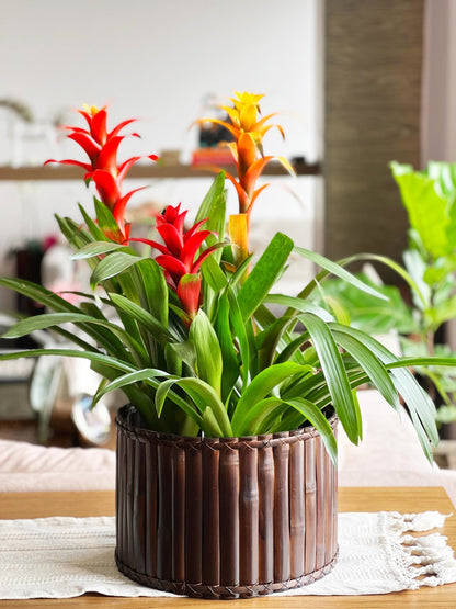 Arreglo tres bromelias