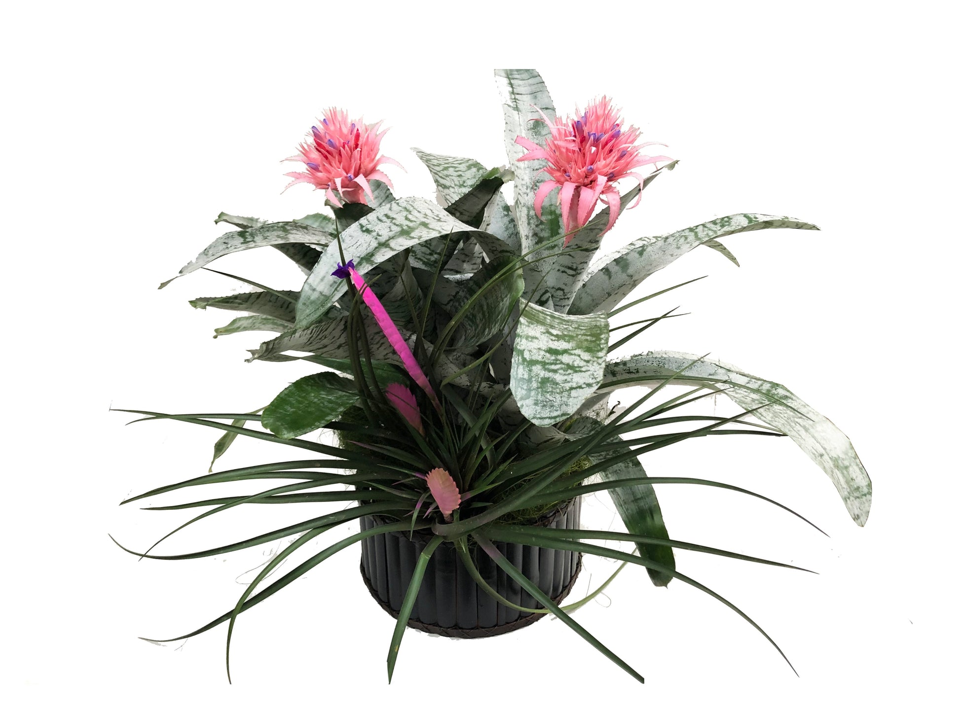 Plano entero de arreglo de bromelias fasciata y tillandsia paradise en canasto de bambu