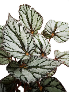 plano detalle medio de follaje de begonia gris veta verde
