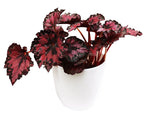 Cargar imagen en el visor de la galería, Plano general de la begonia roja metalizada en matera blanca de plástico
