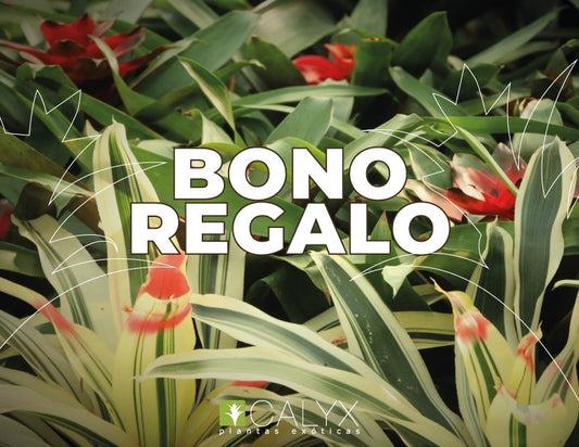 Imagen del bono de regalo de Calyx