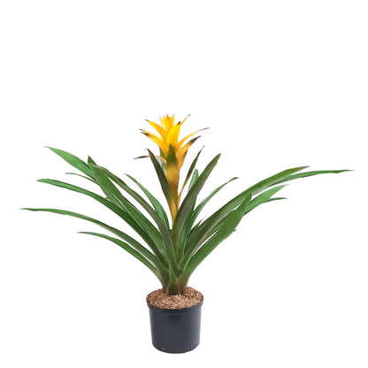 Bromelia Guzmania amarilla plano entero