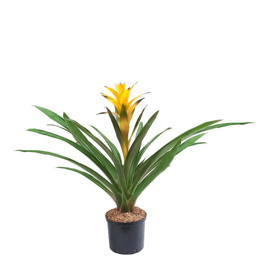 Bromelia Guzmania amarilla plano entero