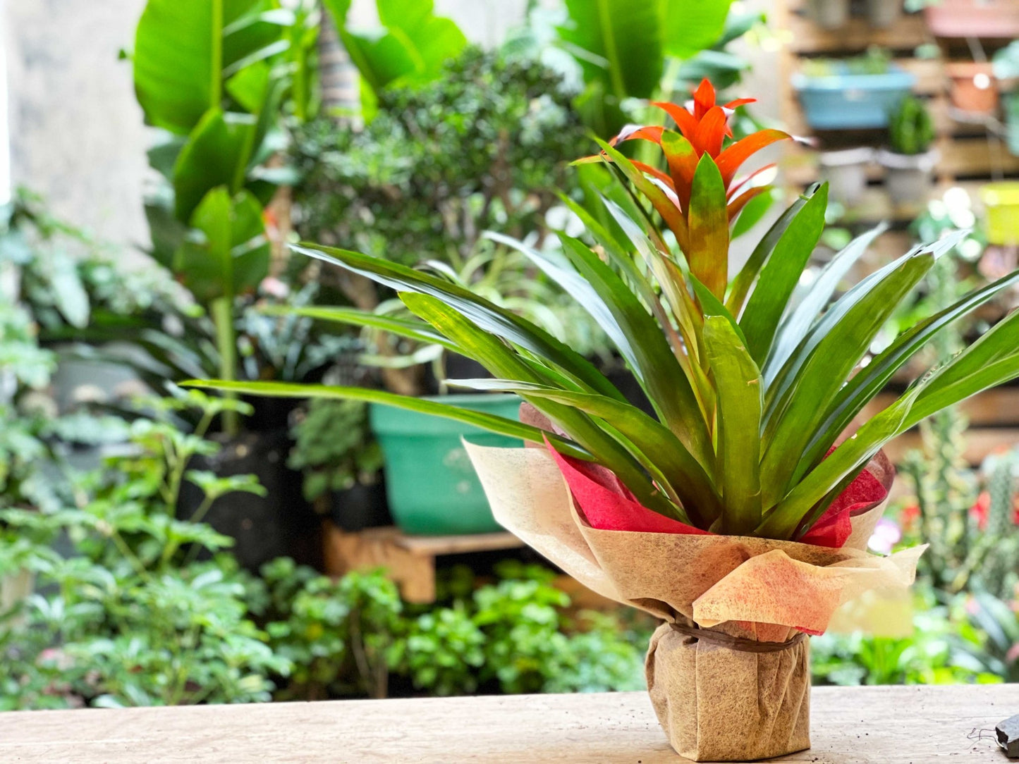 Bromelia Grande de Regalo